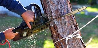 Reliable Woodlynne, NJ Tree Removal Solutions