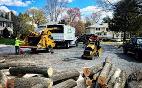 Best Tree Health Inspection  in Woodlynne, NJ