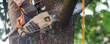 Best Hazardous Tree Removal  in Woodlynne, NJ