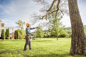 Best Organic Lawn Care Solutions  in Woodlynne, NJ