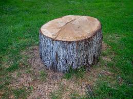 Best Tree Disease Treatment  in Woodlynne, NJ