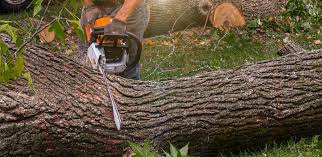 Best Lawn Dethatching  in Woodlynne, NJ