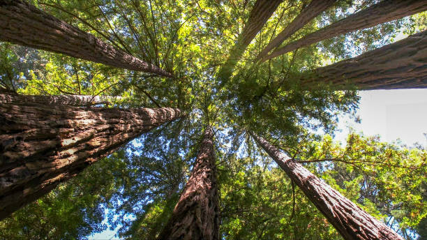 Best Tree Cabling and Bracing  in Woodlynne, NJ