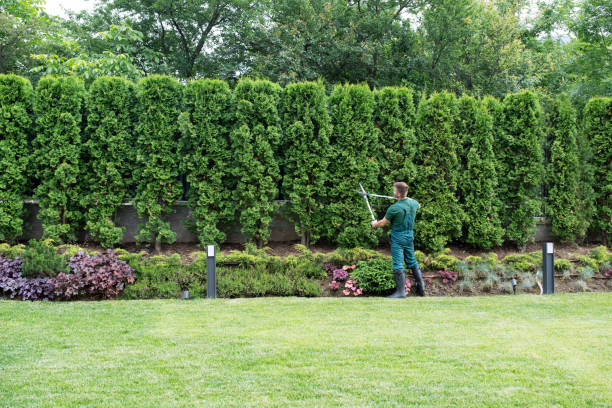 Best Tree Disease Treatment  in Woodlynne, NJ