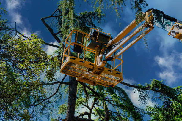 Best Storm Damage Tree Cleanup  in Woodlynne, NJ
