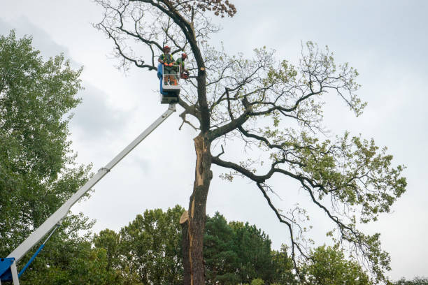Best Commercial Tree Services  in Woodlynne, NJ