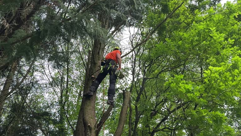 Best Tree Maintenance Programs  in Woodlynne, NJ