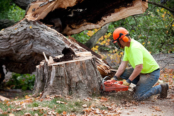 Seasonal Cleanup (Spring/Fall) in Woodlynne, NJ