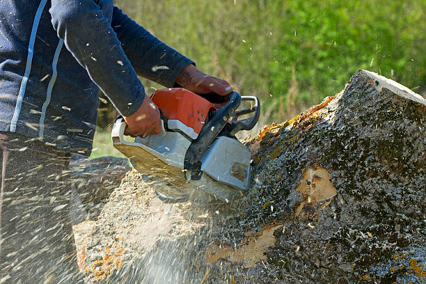 Best Emergency Tree Removal  in Woodlynne, NJ