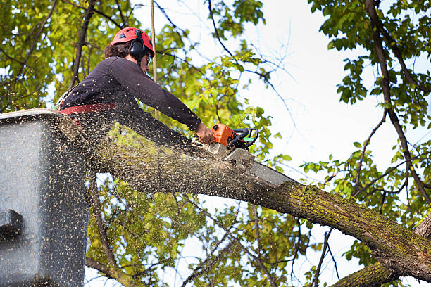 Best Organic Lawn Care Solutions  in Woodlynne, NJ
